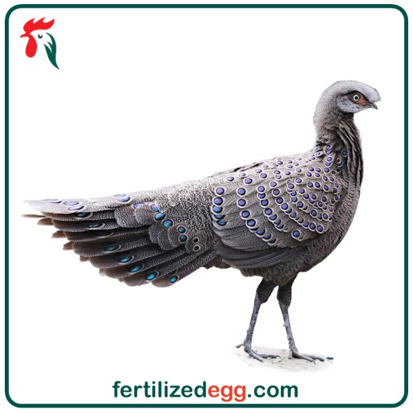 تخم نطفه دار قرقاول طاووسی 